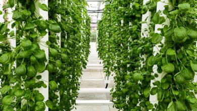 HYDROPONIC KIT, THE NEW TREND IN GROWING SYSTEMS