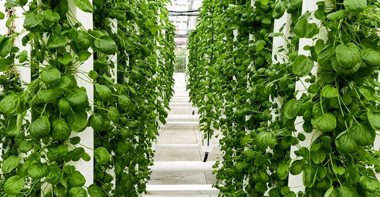 HYDROPONIC KIT, THE NEW TREND IN GROWING SYSTEMS